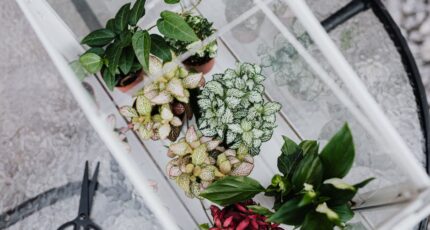 Diverse planten in potten in een glazen container