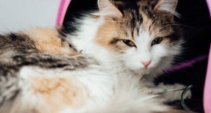 Witte zwarte en bruine kat liggend op roze en wit textiel