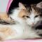 Witte zwarte en bruine kat liggend op roze en wit textiel