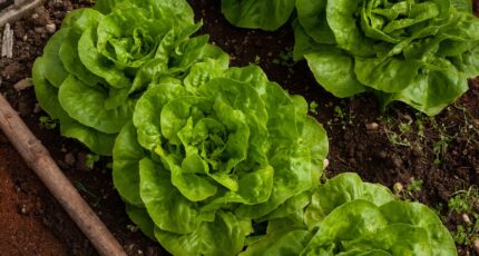 Slakroppen in een moestuin