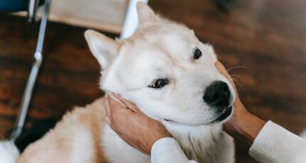 Hoek van boven van een persoon zonder gezicht die een schattige pluizige Akita-hond thuis aait en knuffelt