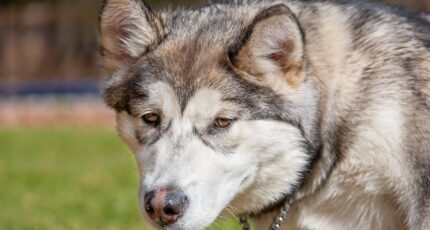 Close-up van een Alaskan Malamute