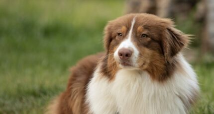 Een Australische Herder met Harige Vacht