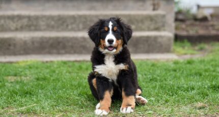 Schattige kleine Berner Sennenhond kijkt naar de camera terwijl hij met zijn tong uit op een groene weide zit in daglicht