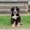 Schattige kleine Berner Sennenhond kijkt naar de camera terwijl hij met zijn tong uit op een groene weide zit in daglicht