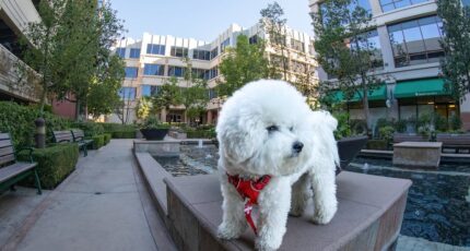 Close-up foto van een Bichon Frise