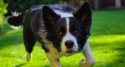 Scherpgestelde foto van bordercollie