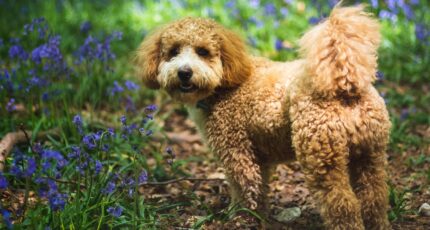 Een cavapoo in een natuurrijke omgeving