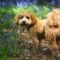 Een cavapoo in een natuurrijke omgeving