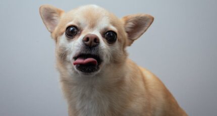 Schattige Chihuahua hond met witte en beige vacht, zittend en kijkend naar de camera terwijl hij zijn roze tong uitsteekt