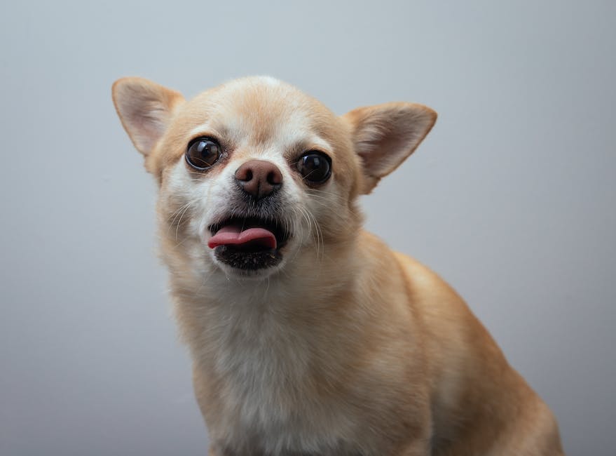 Schattige Chihuahua hond met witte en beige vacht, zittend en kijkend naar de camera terwijl hij zijn roze tong uitsteekt