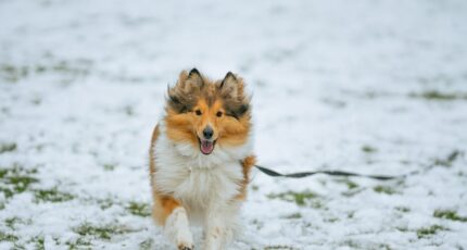 Ruw Collie rashond met geopende mond rennend op besneeuwde grond op een winterse dag