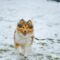 Ruw Collie rashond met geopende mond rennend op besneeuwde grond op een winterse dag