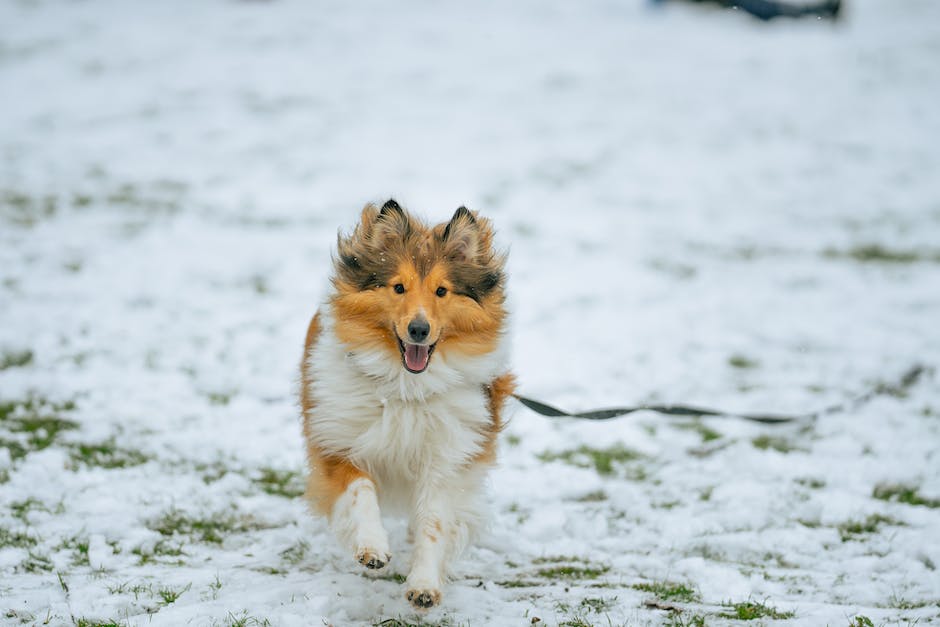 Ruw Collie rashond met geopende mond rennend op besneeuwde grond op een winterse dag