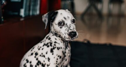 Zijaanzicht foto van een Dalmatische hond