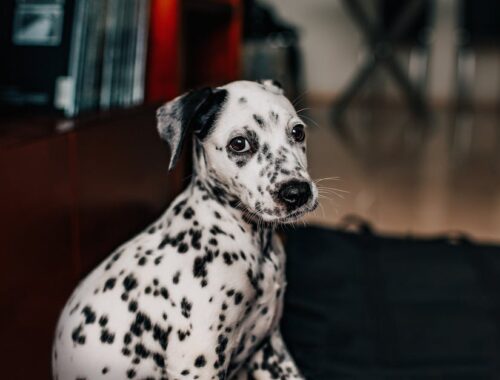 Zijaanzicht foto van een Dalmatische hond