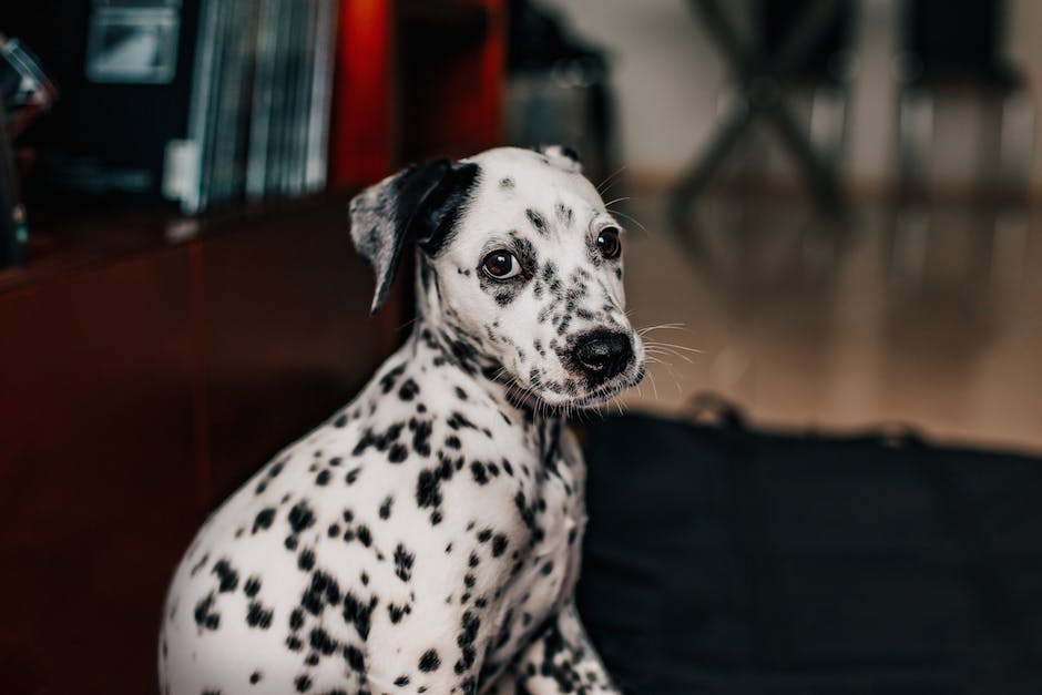 Zijaanzicht foto van een Dalmatische hond