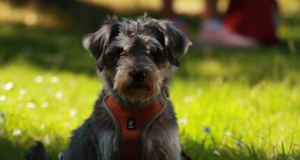 Foto van een Dwergschnauzer