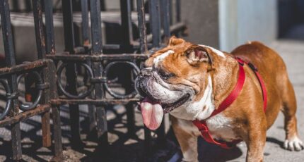 Witte en bruine Engelse Bulldog