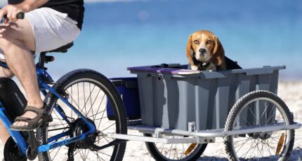 een hond in een fietskar, kijkend in de camera, op het strand