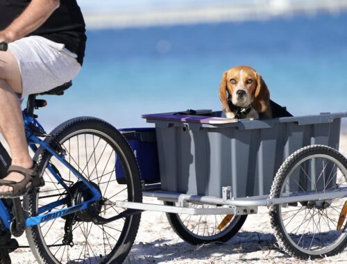 een hond in een fietskar, kijkend in de camera, op het strand