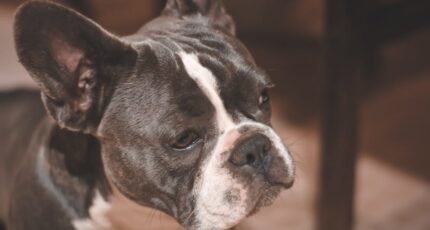 Close-up foto van Franse Bulldog