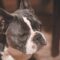 Close-up foto van Franse Bulldog