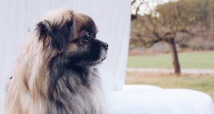 Bruine Pekingees