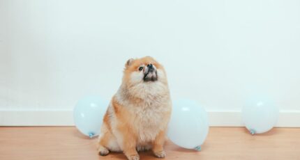 Een nieuwsgierige Pomeranian puppy die omhoog kijkt