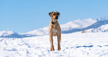 Rhodesian Ridgeback hond staat in een zonnig winterlandschap.