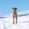 Rhodesian Ridgeback hond staat in een zonnig winterlandschap.
