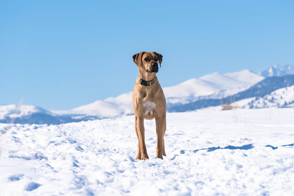 Rhodesian Ridgeback hond staat in een zonnig winterlandschap.