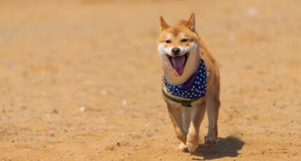 Shiba Inu met bandana loopt naar de camera op het zand