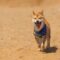 Shiba Inu met bandana loopt naar de camera op het zand