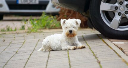 Een West Highland White Terrier