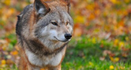 wolf