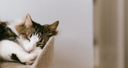 Schattige pluizige kat met gesloten ogen, rustend op een gezellige toren in huis bij daglicht