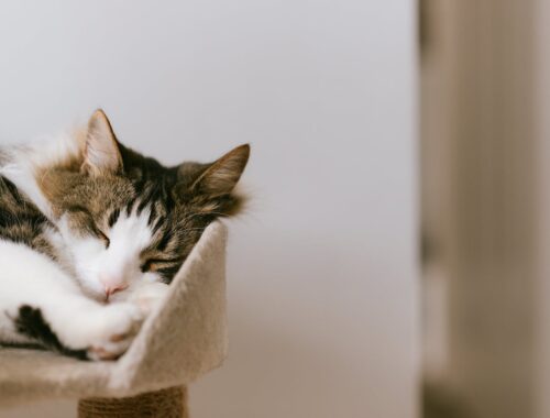 Schattige pluizige kat met gesloten ogen, rustend op een gezellige toren in huis bij daglicht