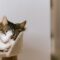 Schattige pluizige kat met gesloten ogen, rustend op een gezellige toren in huis bij daglicht