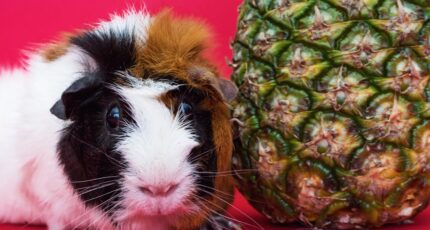 Cavia en ananasfruit
