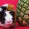 Cavia en ananasfruit