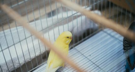 Een gele vogel in een kooi, met zijn kleurrijke veren en nieuwsgierige blik.