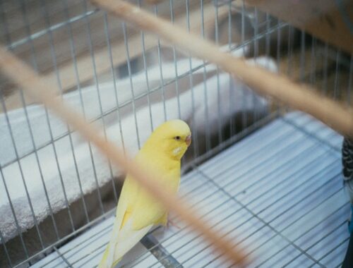 Een gele vogel in een kooi, met zijn kleurrijke veren en nieuwsgierige blik.