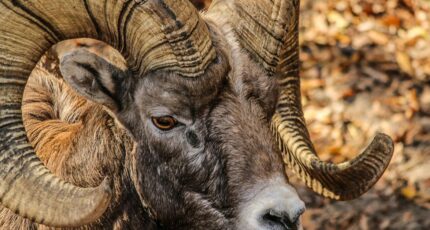 ram (aries) sterrenbeeld voor en nadelen