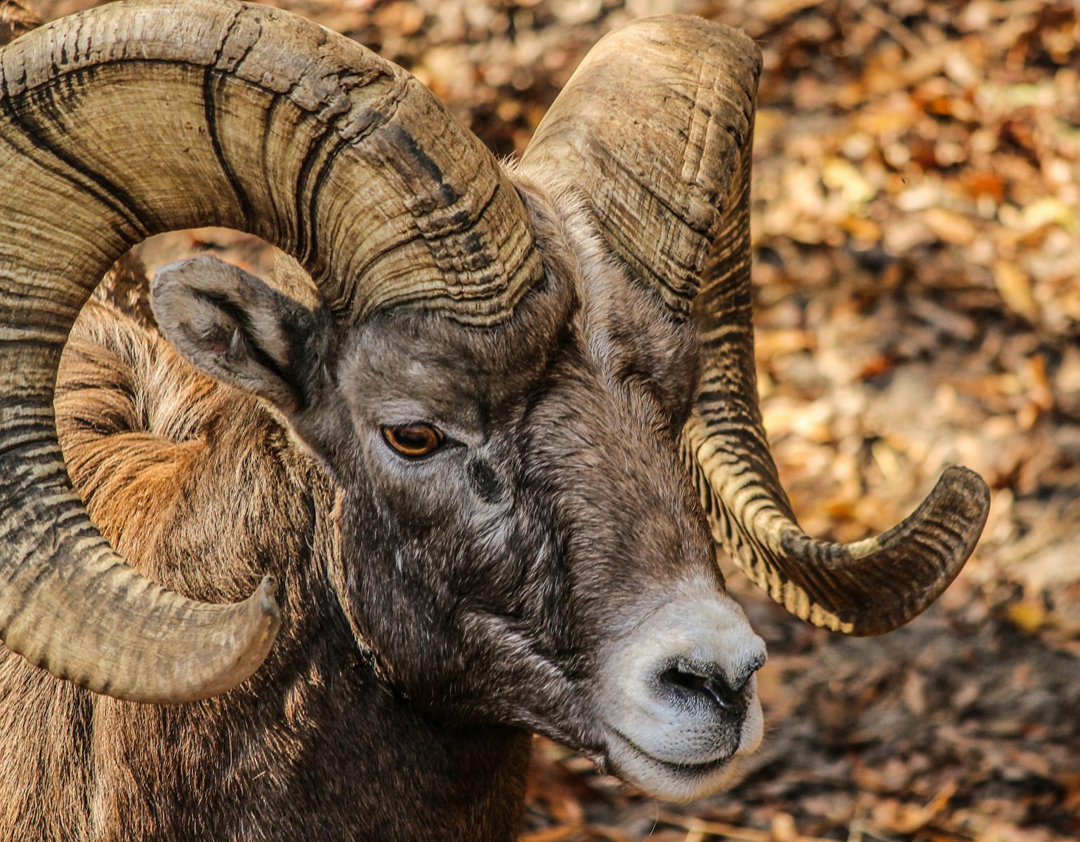 ram (aries) sterrenbeeld voor en nadelen