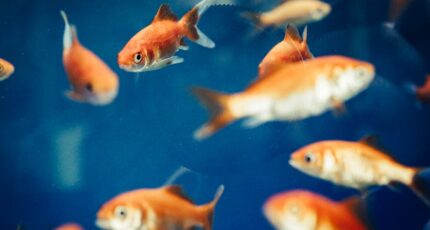 vissen in een aquarium