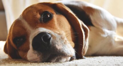 Close-up opname van een Beagle met een uitgerust en nieuwsgierig uiterlijk.