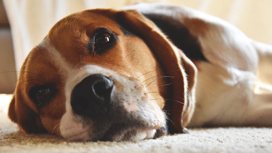 Close-up opname van een Beagle met een uitgerust en nieuwsgierig uiterlijk.