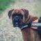 Bruine bokser met een oranje en zwarte Powerdog vest