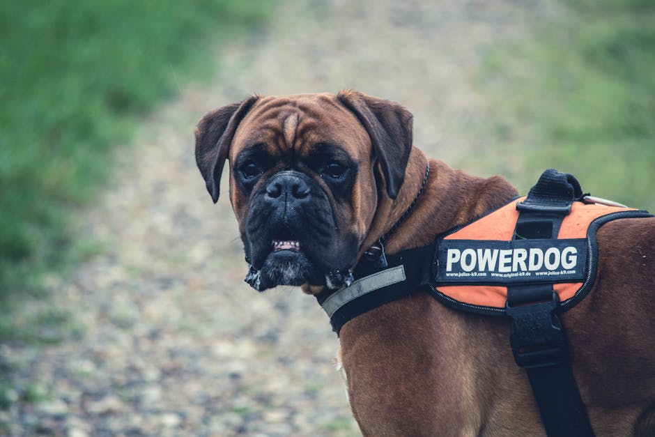 Bruine bokser met een oranje en zwarte Powerdog vest